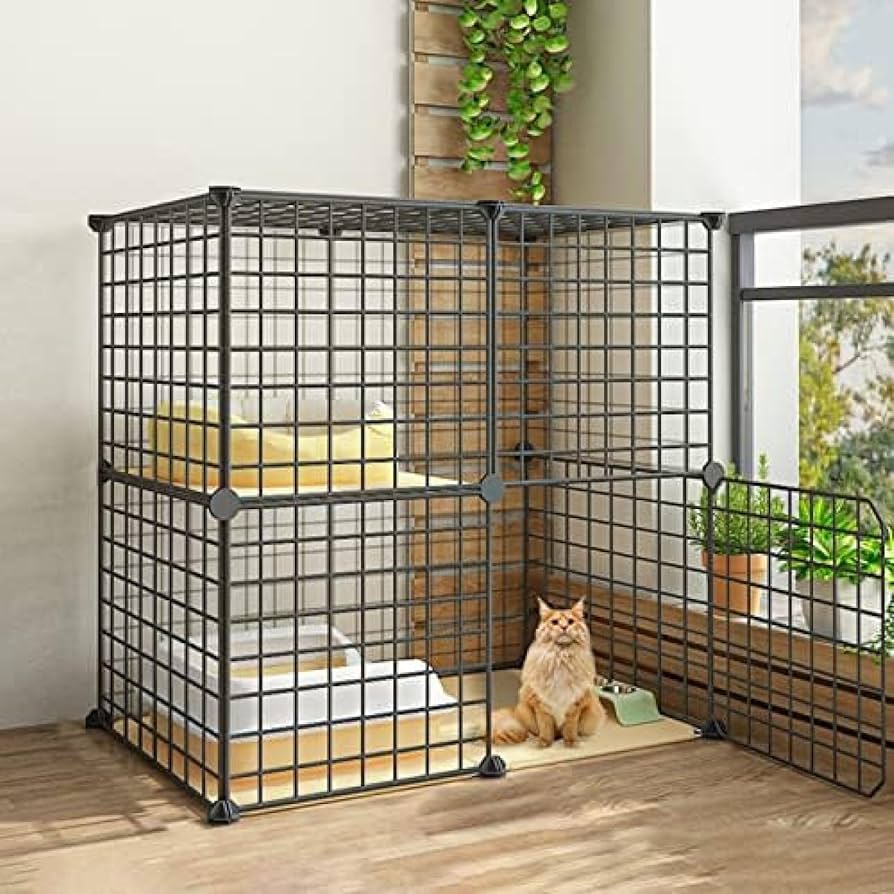 Ding Ding 喵~ PET 81ZbdO-8WyL._UF894,1000_QL80_.jpg